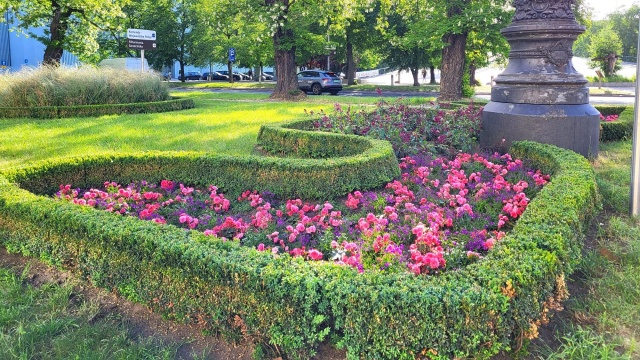 Ponad 16 tysięcy kolorowych roślin zapełni w tym roku miejskie kwietniki i ozdobne wieże. Trwa sadzenie.