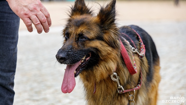 Psie smakołyki, porady behawiorystów i pokaz dog-dancingu. Na placu Wielkiej Orkiestry Świątecznej Pomocy na szczecińskiej Łasztowni odbędą się w sobotę 5. SZCZEKcińskie Targi Psijemności.