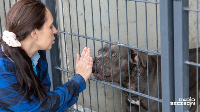 Ranny american bully w schronisku. Jego właściciel z zarzutem znęcania się [WIDEO, ZDJĘCIA]