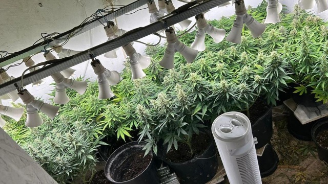 Za nielegalną plantację konopi indyjskich wkrótce odpowie przed sądem. Chodzi o 42-latka, który został zatrzymany przez kryminalnych z Białogardu.