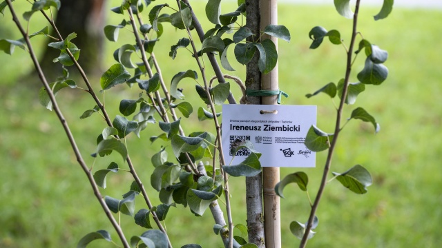 Drzewka pamięci, czyli nazwiska ocalone od zapomnienia [ZDJĘCIA]