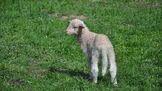 Żywe kosiarki zadbają o wały przeciwpowodziowe. Owce z gospodarstwa ekologicznego w Marwicach będą paść się przy wałach, jednocześnie zabezpieczając teren nad Odrą.