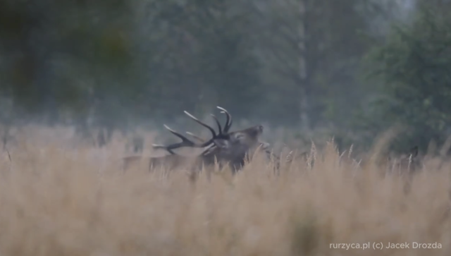 To czas rykowiska w lasach - trwa okres godowy jeleni. Samce, czyli byki w tym czasie są nieprzewidywalne. A można je spotkać np. podczas grzybobrania. Czy grzybiarze są przygotowani na takie spotkanie