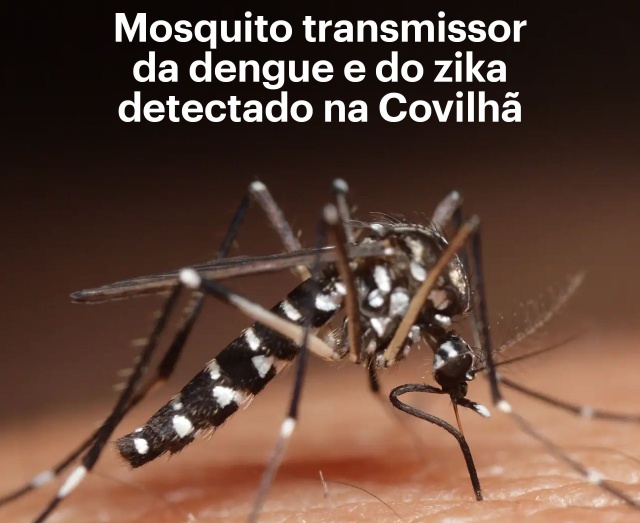 Służby medyczne regionu Cova da Beira, na wschodzie Portugalii, wydały ostrzeżenie dotyczące pojawienia się komarów z gatunku Aedes albopictus, które roznoszą groźne tropikalne choroby zakaźne, m.in. dengę.