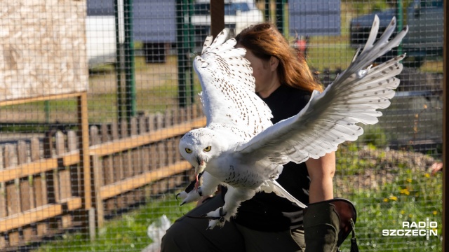 Kiedy nie należy pomagać sowie znalezionej w lesie i dlaczego powiedzenie sowa mądra głowa ma niewiele wspólnego z prawdą. Odpowiedzi na te i wiele innych pytań można znaleźć podczas Sowieczorów organizowanych w Ośrodku dla Dzikich Zwierząt w Wielgowie. Najbliższe takie spotkanie w piątek wieczorem.