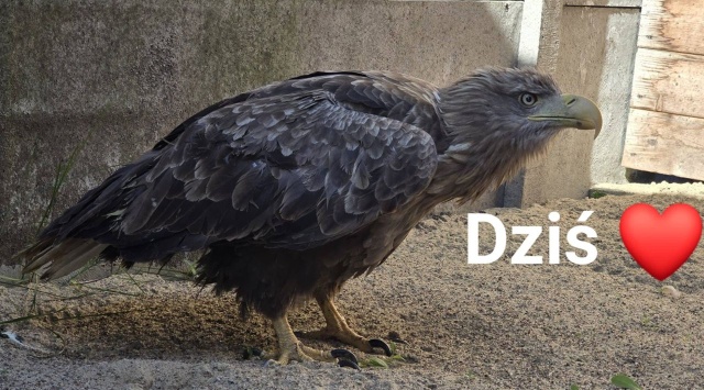 Kolejny bielik w wielgowskim Zwierzogrodzie. Tym razem to samiec, który zatruł się posiłkiem i wymagał podawania kroplówek.