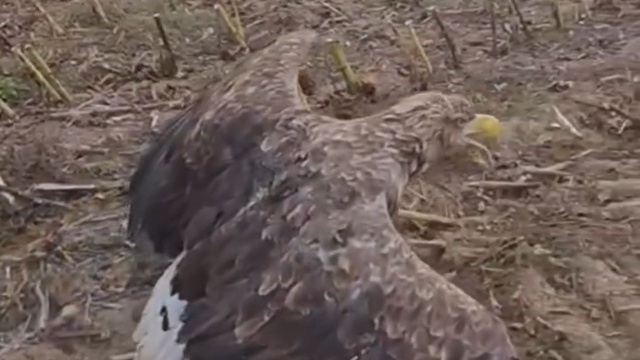 Uratowany bielik odzyskał wolność [WIDEO]