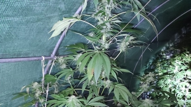 Uprawiał konopie i miał przy sobie marihuanę. 34-letniego mieszkańca Złocieńca zatrzymali policjanci.