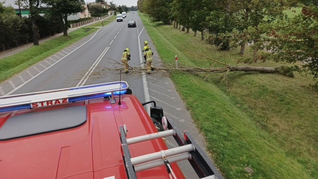 Zachodniopomorscy strażacy interweniują