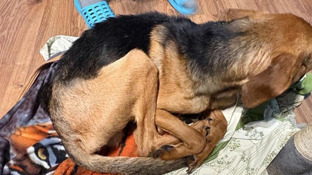 Pracownicy Państwowej Inspekcji Weterynaryjnej otrzymali zgłoszenie, by sprawdzić mieszkanie na terenie Białogardu, gdzie miał przebywać czworonóg. Pies w typie owczarka niemieckiego był wychudzony i nie reagował na komendy.