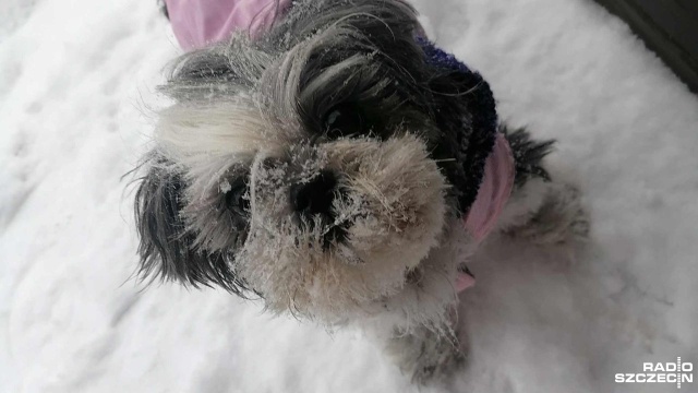 Wybory futrzastej piękności, pupila publiczności, czy konkurs na oryginał roku, a poza tym zabawa, konkursy i wystawa domowych zwierząt. Tak zapowiada się Dzień Pupila w Świnoujściu.