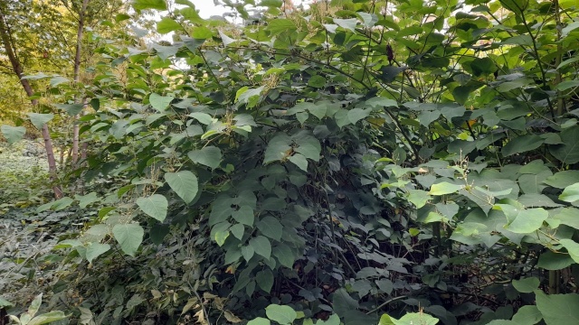 Szczecin walczy z rdestowcem na ul. Warcisława. Ma tam powstać park, ale najpierw jednak trzeba pozbyć się stamtąd rośliny inwazyjnej, która gęsto porasta skarpę między ulicami Warcisława, Kułakowskiego i Pszczelną.