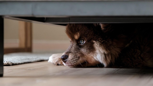 Znęcał się nad psem, do tego groził dwóm osobom. Jest akt oskarżenia przeciwko mężczyźnie z Ognicy.
