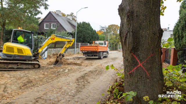Większość lip z ulicy Smoczej w Szczecinie uniknęły topora.