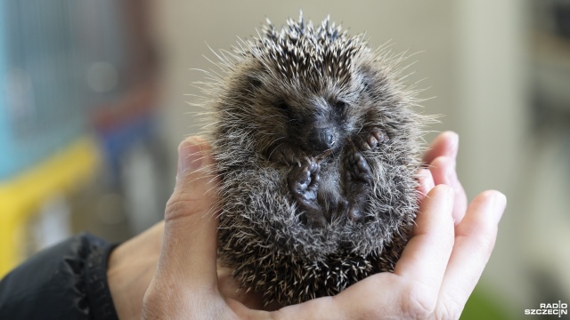 Jeśli mały jeż zacznie hibernować głodny, to się już nie obudzi