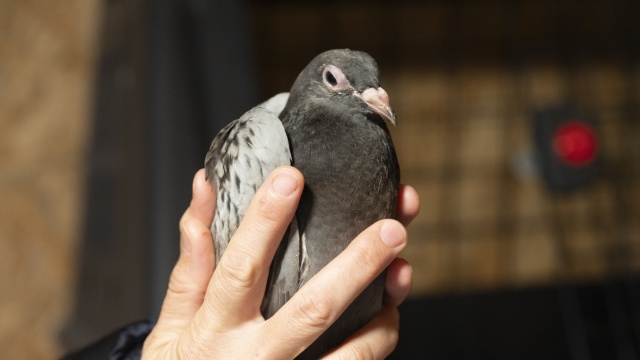 Młode gołębie nie potrzebują pomocy. Niestety, często są zabierane przez ludzi i trafiają do ośrodków niepotrzebnie.