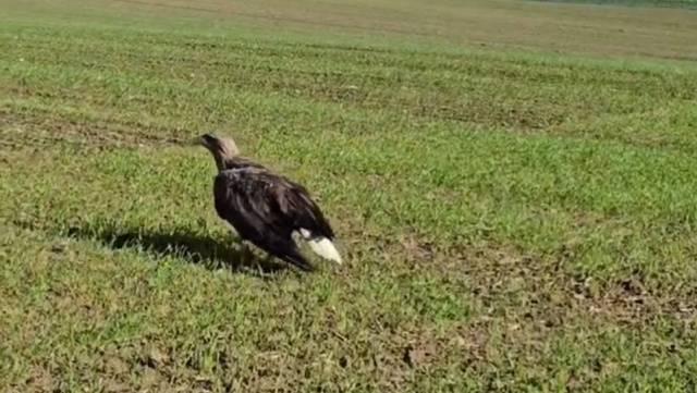 Ranna samica bielika wróciła na wolność [WIDEO]