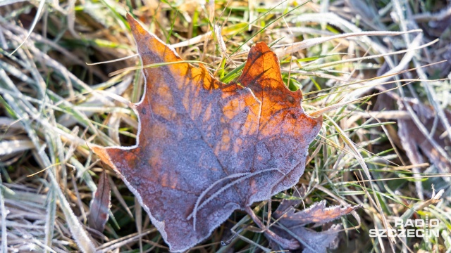 Do Polski znowu zacznie napływać zimne powietrze. Od piątku można spodziewać się opadów deszczu, a w górach - śniegu.