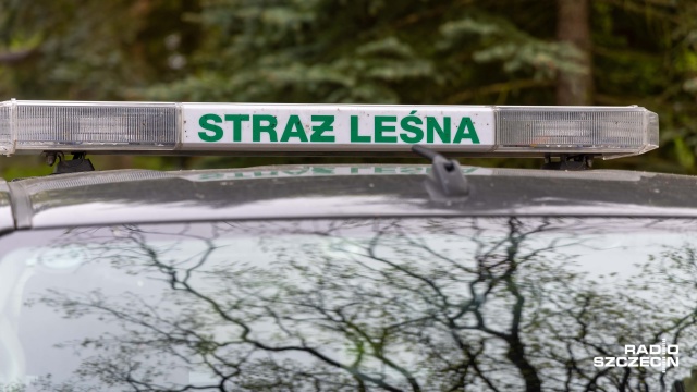 Patrole w lasach i kontrole drogowe mają zapobiec nielegalnemu pozyskiwaniu gałęzi drzew iglastych, wykorzystywanych do produkcji wieńców na groby i świątecznych ozdób.