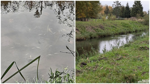 Śnięte ryby w rzece Chełszczącej. Na wysokości ulicy Kniewskiej na szczecińskim Dąbiu miało dojść do zrzutu ścieków ze znajdującego się tam kolektora.