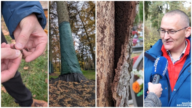 Walka z kornikiem drukarzem na szczecińskim Cmentarzu Centralnym przynosi efekty - informuje Zakład Usług Komunalnych.