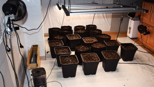 Policja odkryła plantacje marihuany na terenie Dębna w powiecie myśliborskim.