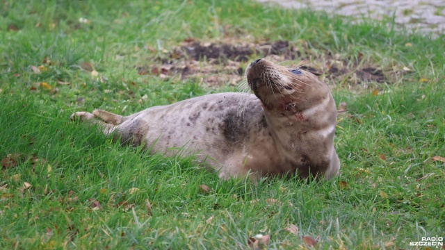 Nietypowy gość w kołobrzeskim porcie jachtowym. Na nabrzeżu pojawiła się foka szara.
