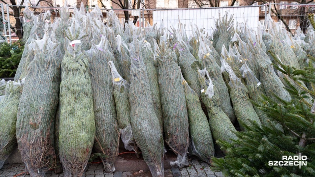 Leśnicy przekonują, że świąteczne drzewko kupione u nich postoi dłużej i jest ekologiczne.
