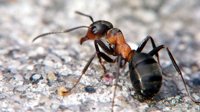 W Szczecinie wkrótce rozpocznie się kompleksowy remont kolektora sanitarnego F, przebiegającego wzdłuż ulic Struga, Zwierzynieckiej i Pomorskiej. Jak się jednak okazuje, na drodze do modernizacji stanęły - mrówki rudnice.