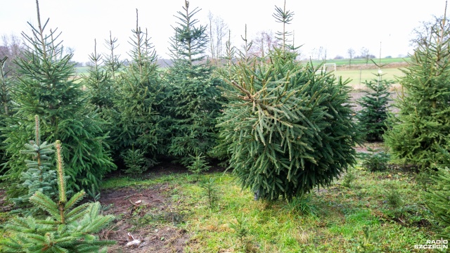 Mniejsza, większa, pachnąca bardziej czy mniej, kłująca czy też nie - do wyboru do koloru. Mowa o choinkach. Sezon na ich sprzedaż w pełni.
