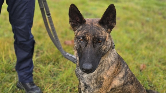 Nowy czworonożny funkcjonariusz dołączył do gryfińskiej komendy policji.