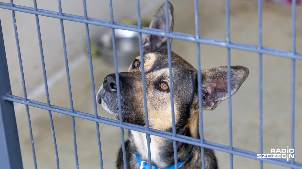 Fot. Robert Stachnik [Radio Szczecin]