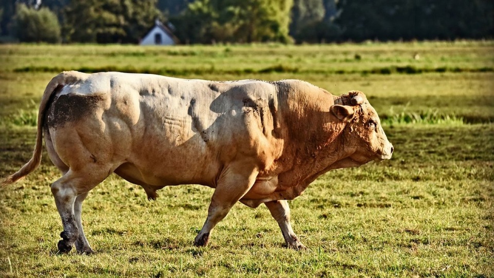 Wskutek obrażeń zmarł 68-letni mężczyzna, drugi z obrażeniami trafił do szpitala. źródło: https://pixabay.com/pl/3939716/MabelAmber/CC0 - domena publiczna