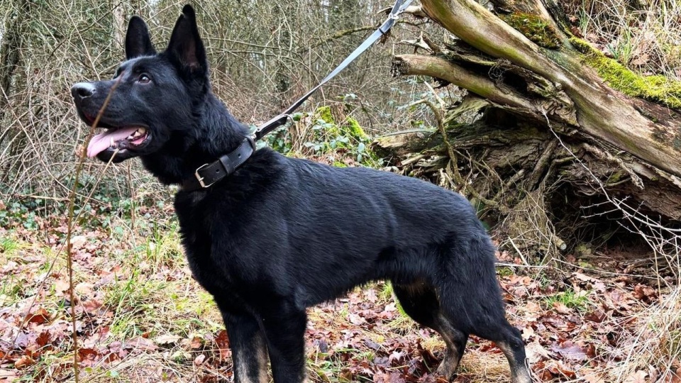 Fot. Komenda Powiatowa Policji w Myśliborzu