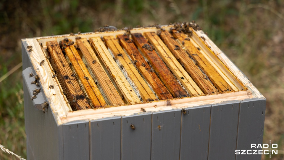 Fot. Robert Stachnik [Radio Szczecin]