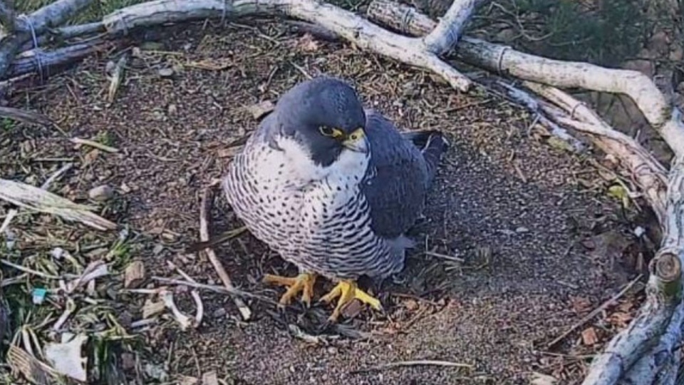 źródło: https://barlinek.szczecin.lasy.gov.pl/aktualnosci/-/asset_publisher/T2bs/content/pod-czujnym-okiem