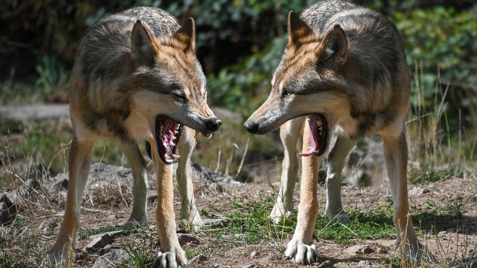 źródło: https://pixabay.com/pl/2973738/christels/CC0 - domena publiczna