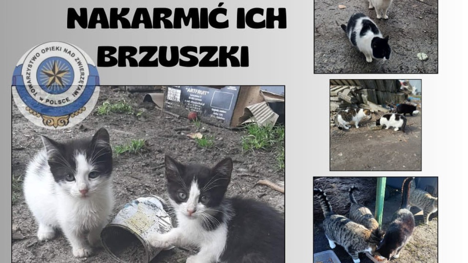 Przyda się karma sucha i mokra. Można ją przynosić do siedziby TOZ-u przy ul. ojca Beyzyma 17 w Szczecinie. źródło: https://www.facebook.com/TOZSzczecin