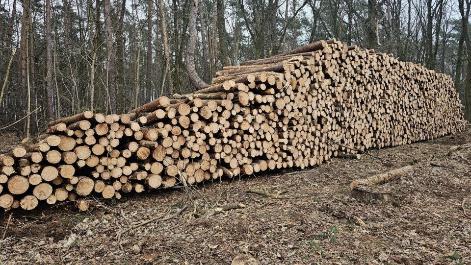 Wycinka na terenie lasów miejskich w Parku Leśnym Kijewo w Szczecinie. Fot. dendrolog Krzysztof Jankowski