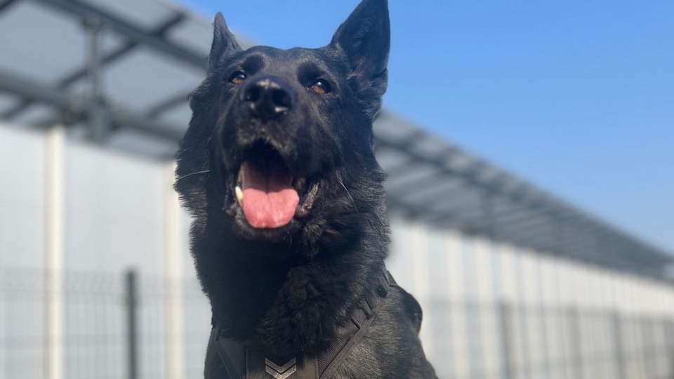 "Nabat” podjął trop i doprowadził do domu, w którym mieszkał sprawca. źródło: https://slawno.policja.gov.pl