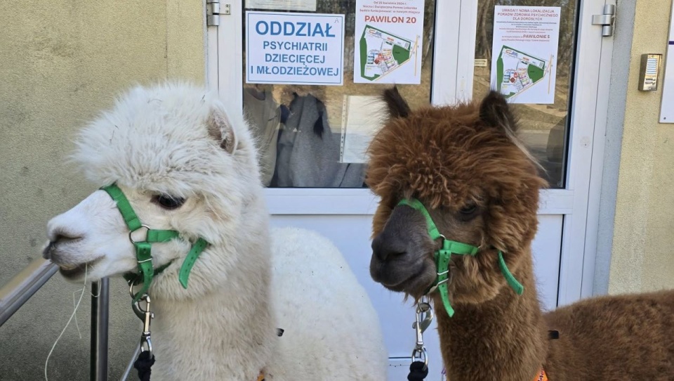 fot. Alpakowe zacisze/ Facebook