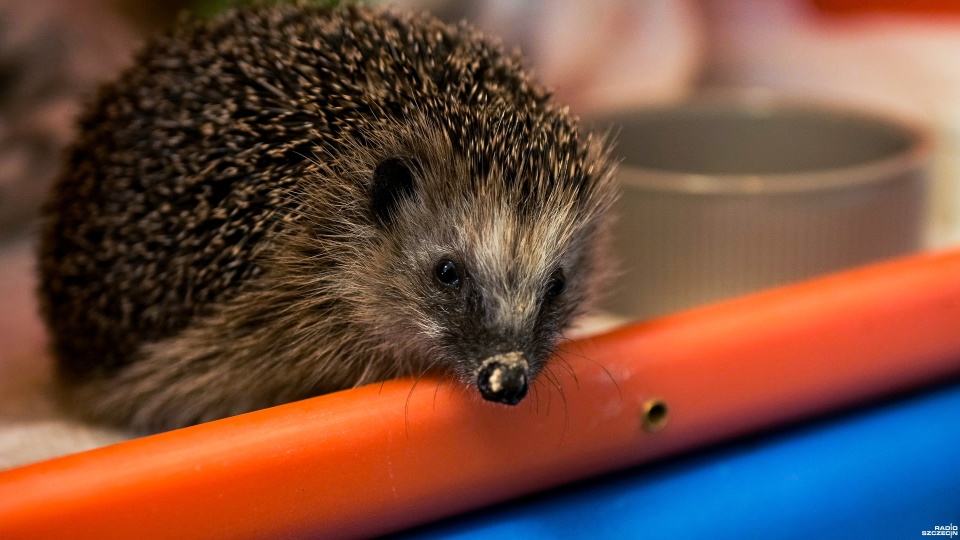 Fot. Wojciech Ochrymiuk [Radio Szczecin]