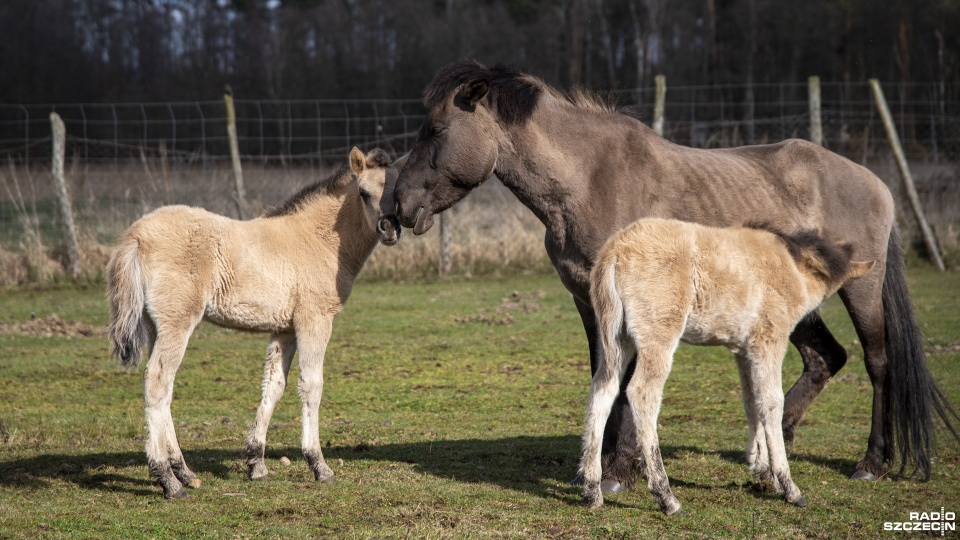 Fot. Kamila Kozioł [Radio Szczecin]