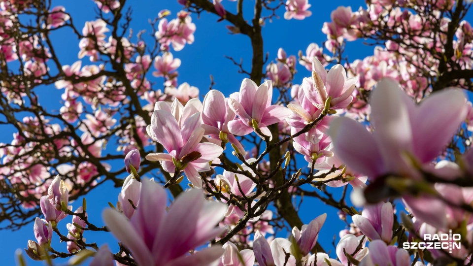 Fot. Robert Stachnik [Radio Szczecin]