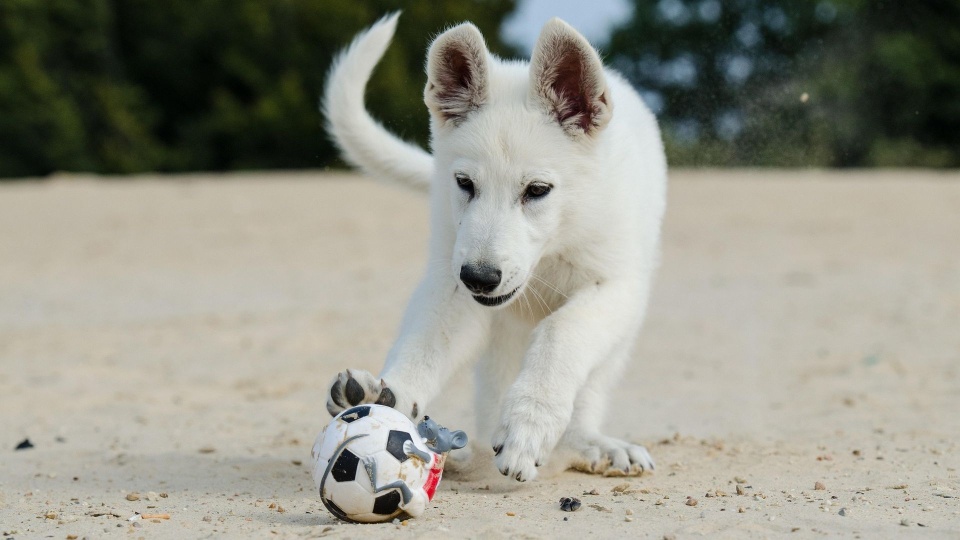 Fot. pixabay.com (domena publiczna)