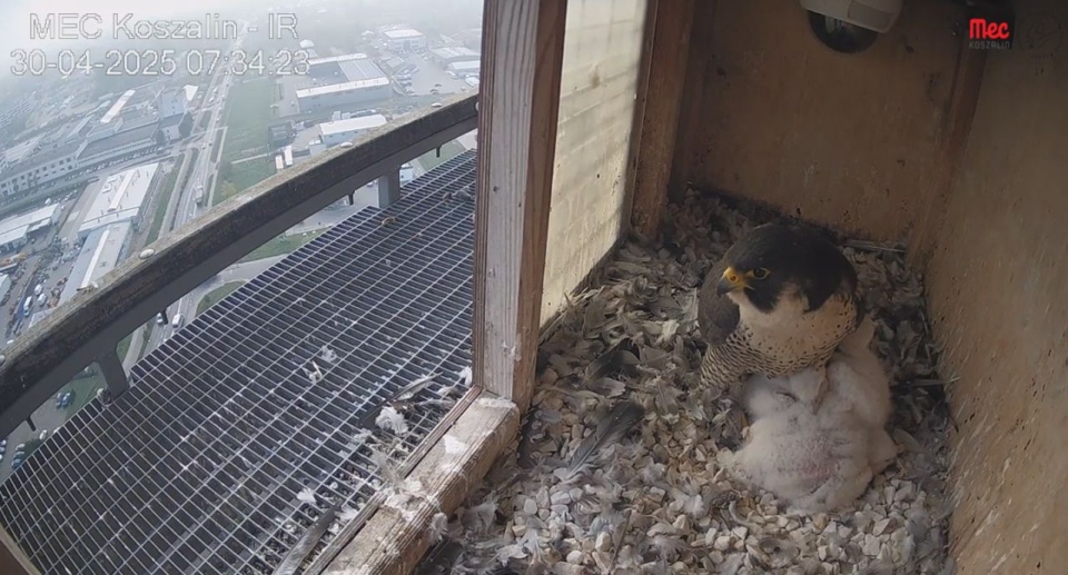 fot. https://meckoszalin.pl/niedlugo-startujemy-z-konkursem-na-imiona-mlodych-sokolow-wedrownych/