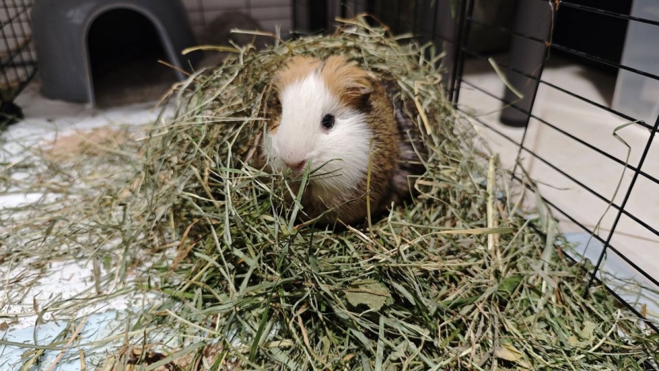 fot. Centrum Adopcyjne Gryzoni - gryzonie do adopcji Szczecin/ Facebook