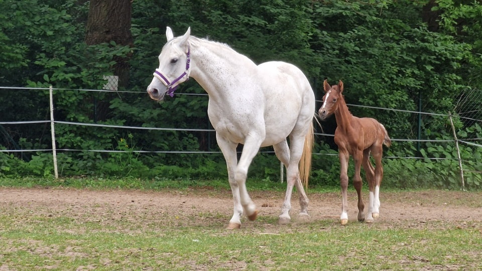 Fot. Akademicki Ośrodek Jeździecki ZUT