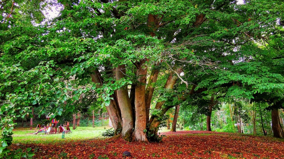 Lipa Oktawia. źródło: Fb - PomZachodnie