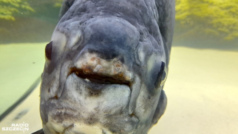 Pirania Kasia. Fot. Joanna Maraszek [Radio Szczecin]